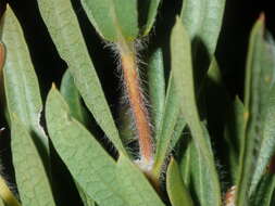Image of Lambertia multiflora Lindl.