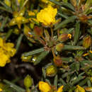 Hibbertia fasciculiflora K. R. Thiele resmi