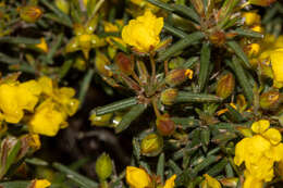 Image of Hibbertia fasciculiflora K. R. Thiele