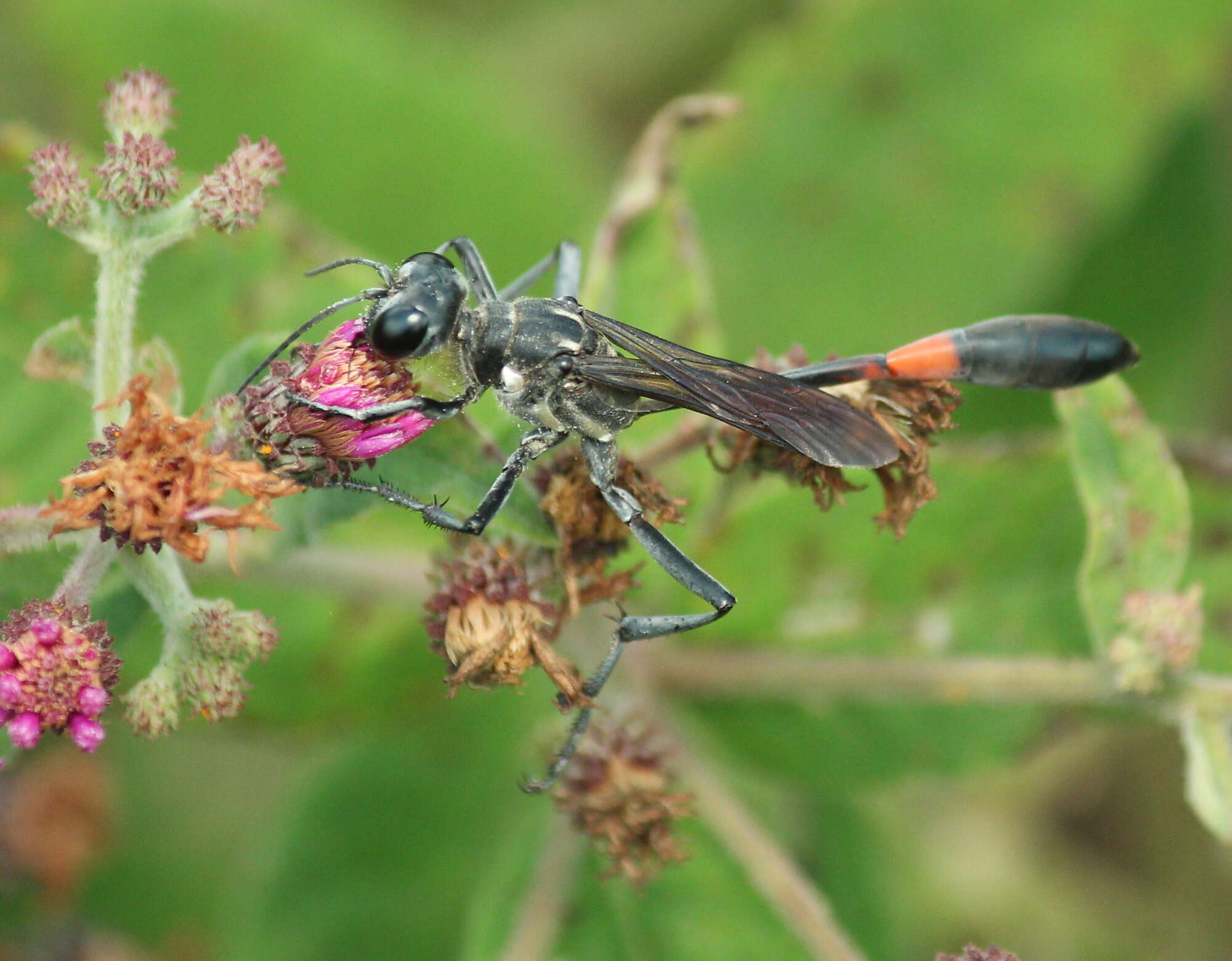 Image of Ammophila procera Dahlbom 1843