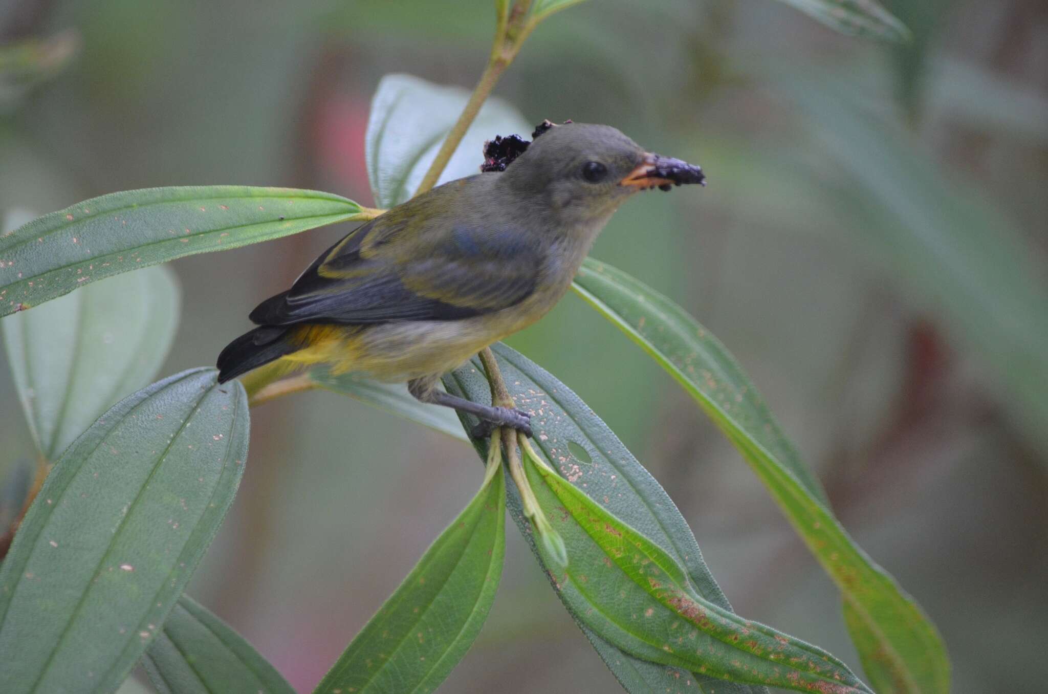 Image of Orange-bellied Flowerpecker