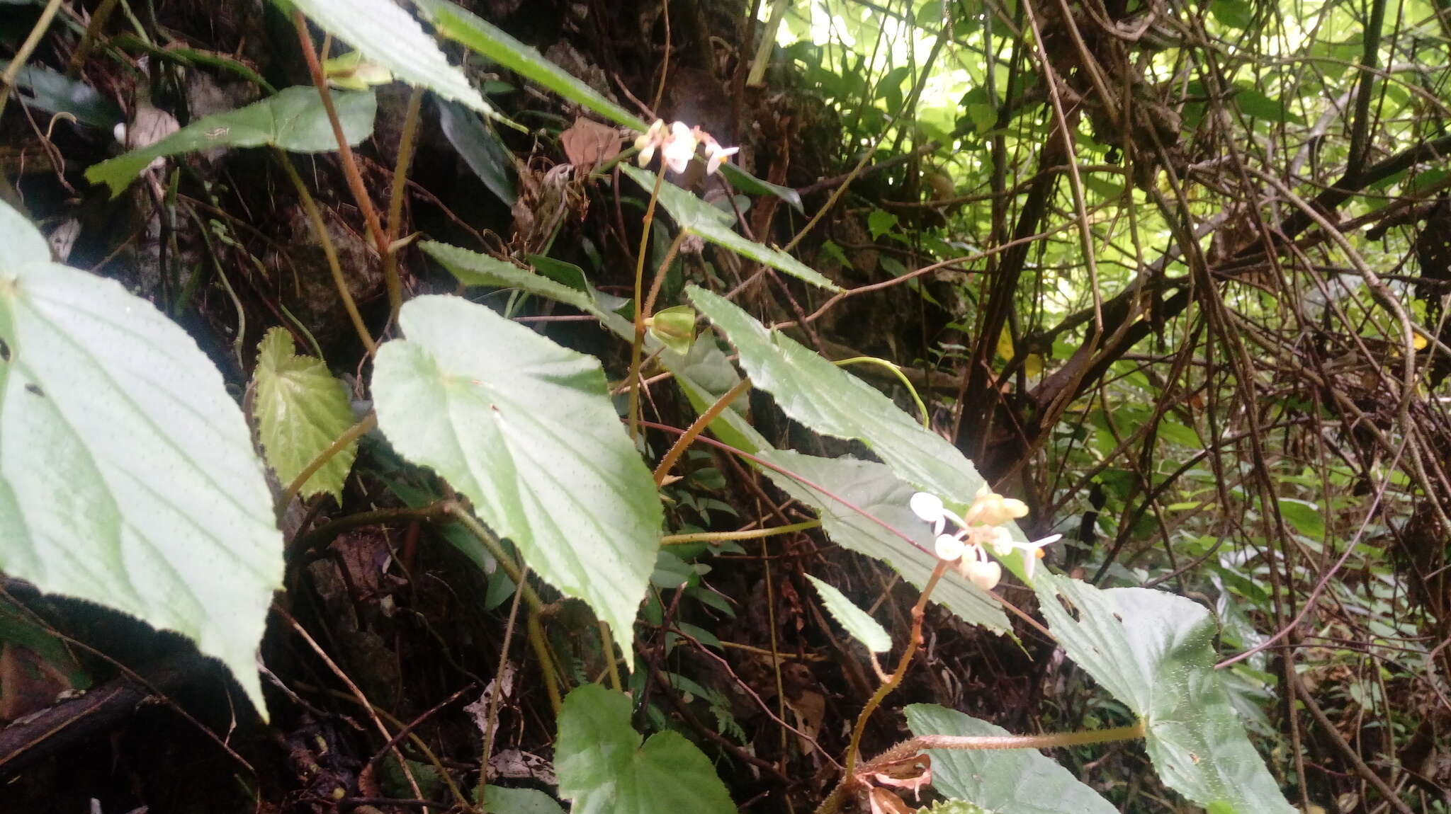 Image of Begonia ozotothrix D. C. Thomas