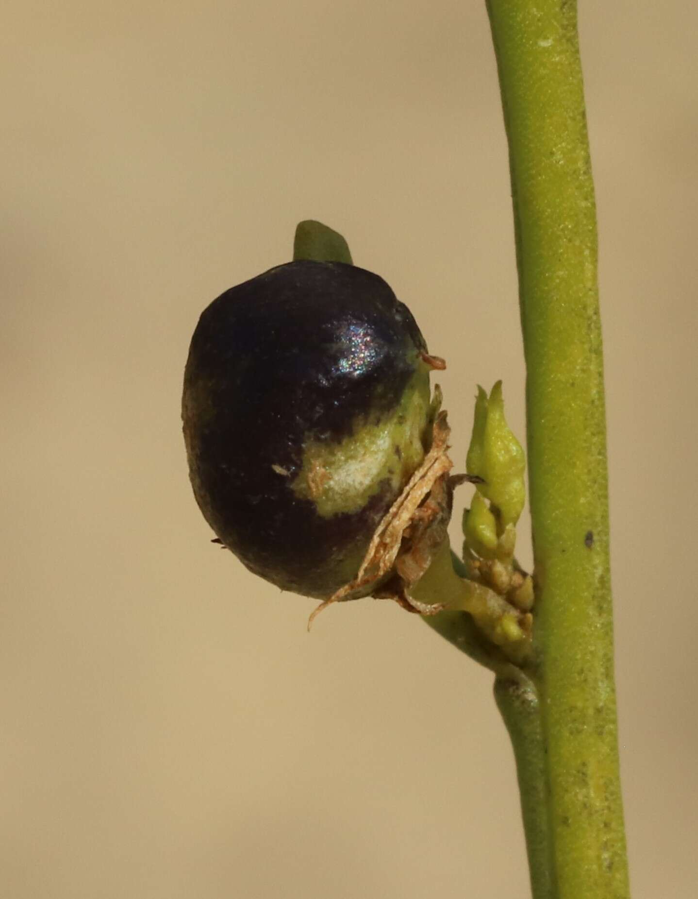 صورة Anthocercis ilicifolia subsp. ilicifolia