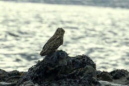 Image de Hibou des marais