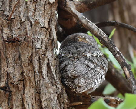 Imagem de Otus senegalensis senegalensis (Swainson 1837)