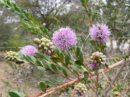 Image of Melaleuca nesophila F. Müll.