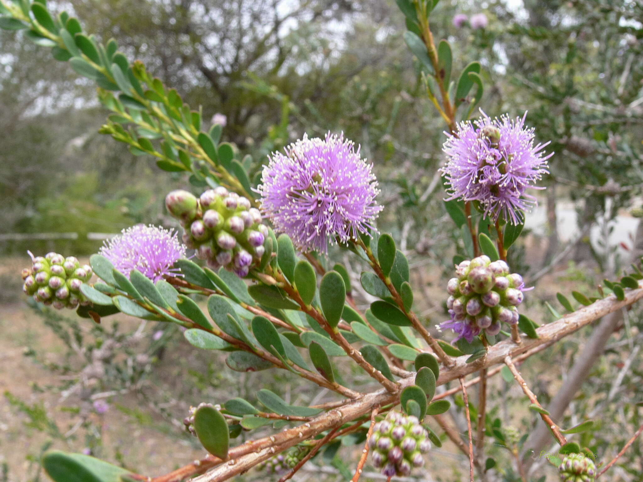 Image of Melaleuca nesophila F. Müll.