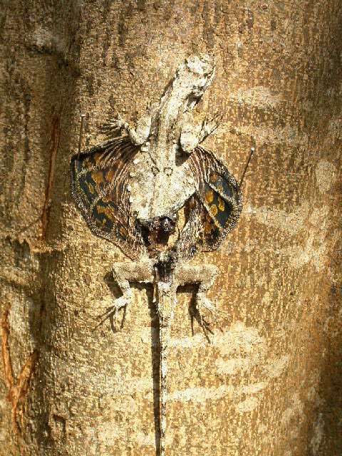 Image of Indian flying lizard