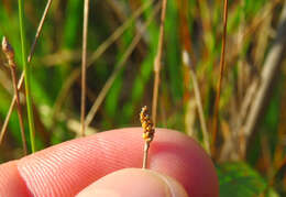 Image of Elliptic Spike-Rush