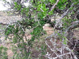 Image of Diospyros lycioides subsp. lycioides