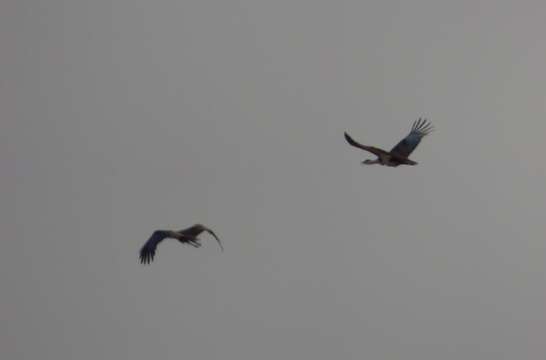 Image of Great Indian Bustard