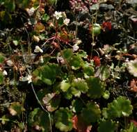 Image of wood saxifrage