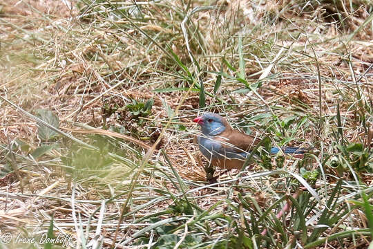 صورة Uraeginthus cyanocephalus (Richmond 1897)