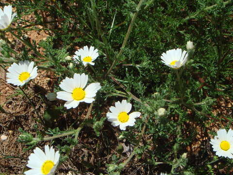 Image of weedy dogfennel