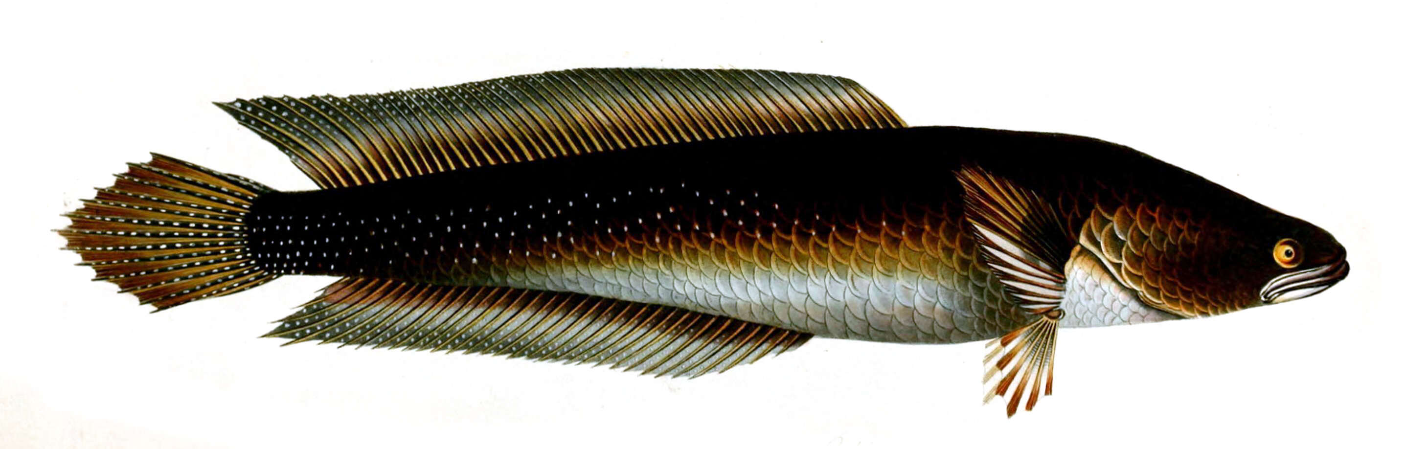 Image of Bullseye snakehead