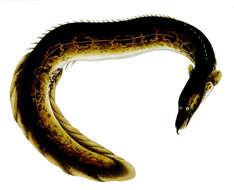 Image of Spiny eel