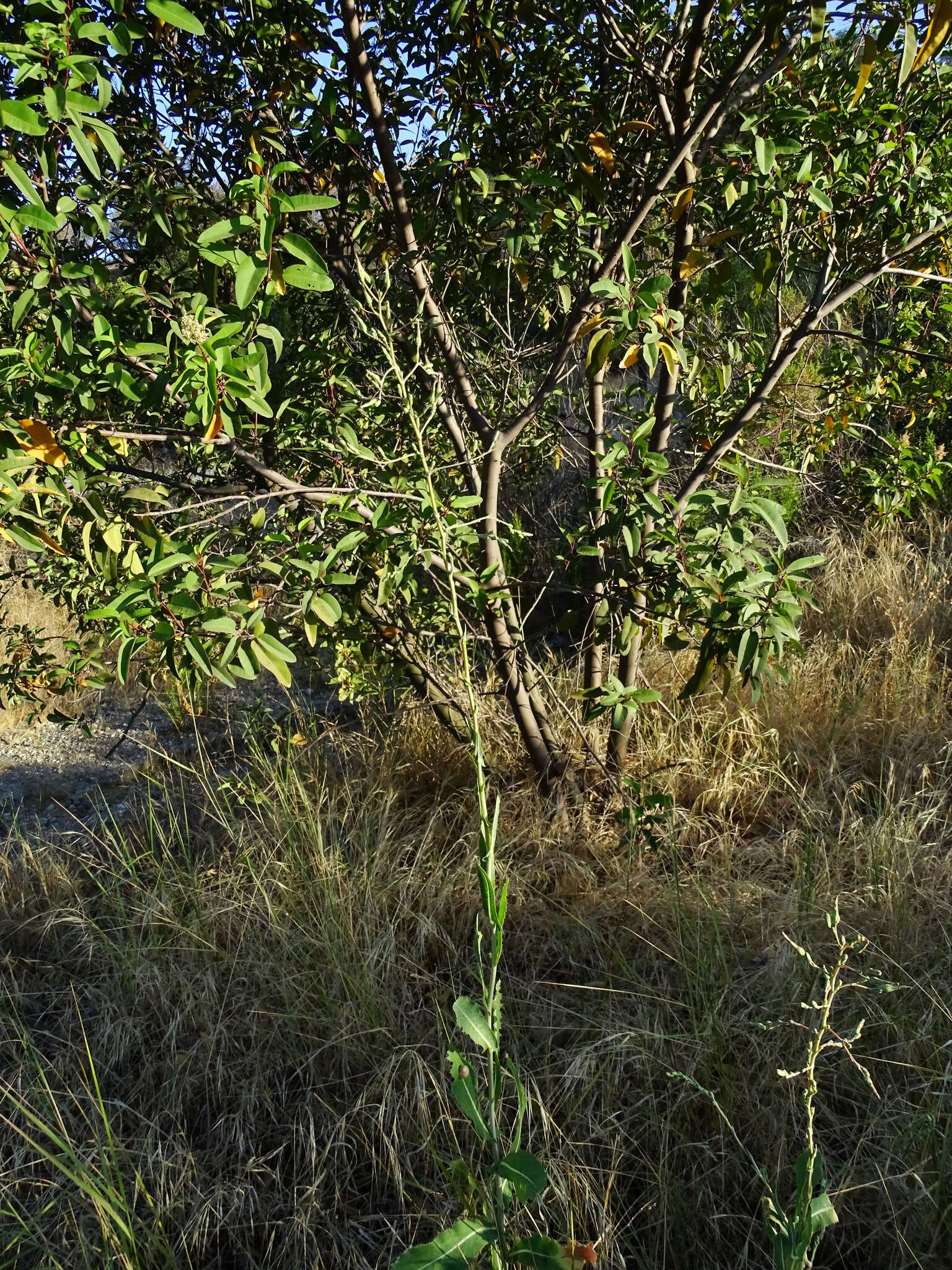 Image of prickly lettuce