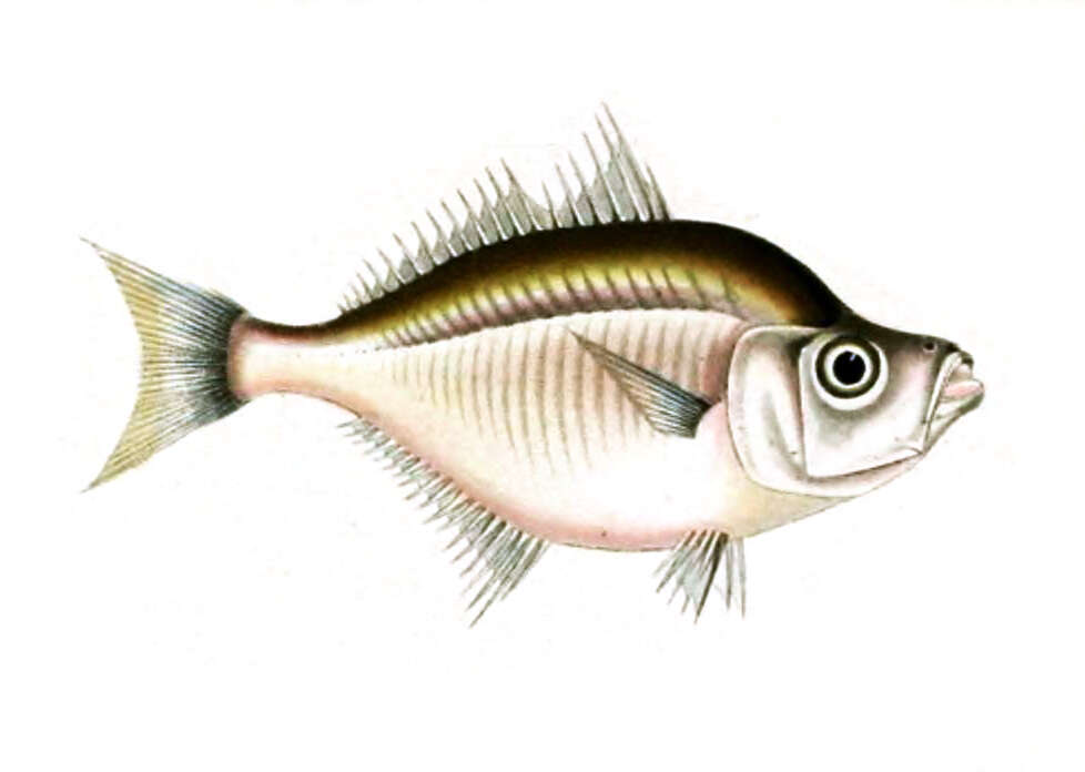 Image of Indian Glassy Fish