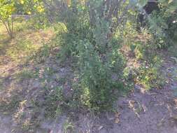 Image of bushy lippia