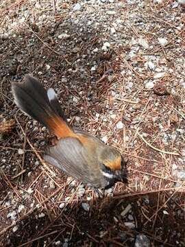 Image of Rufous Fantail