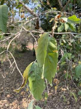 Image of Combretum quadrangulare Kurz