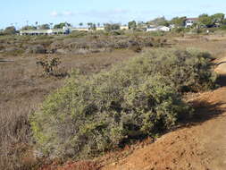 Image of California desert-thorn