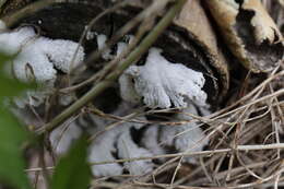 Image of Schizophyllum