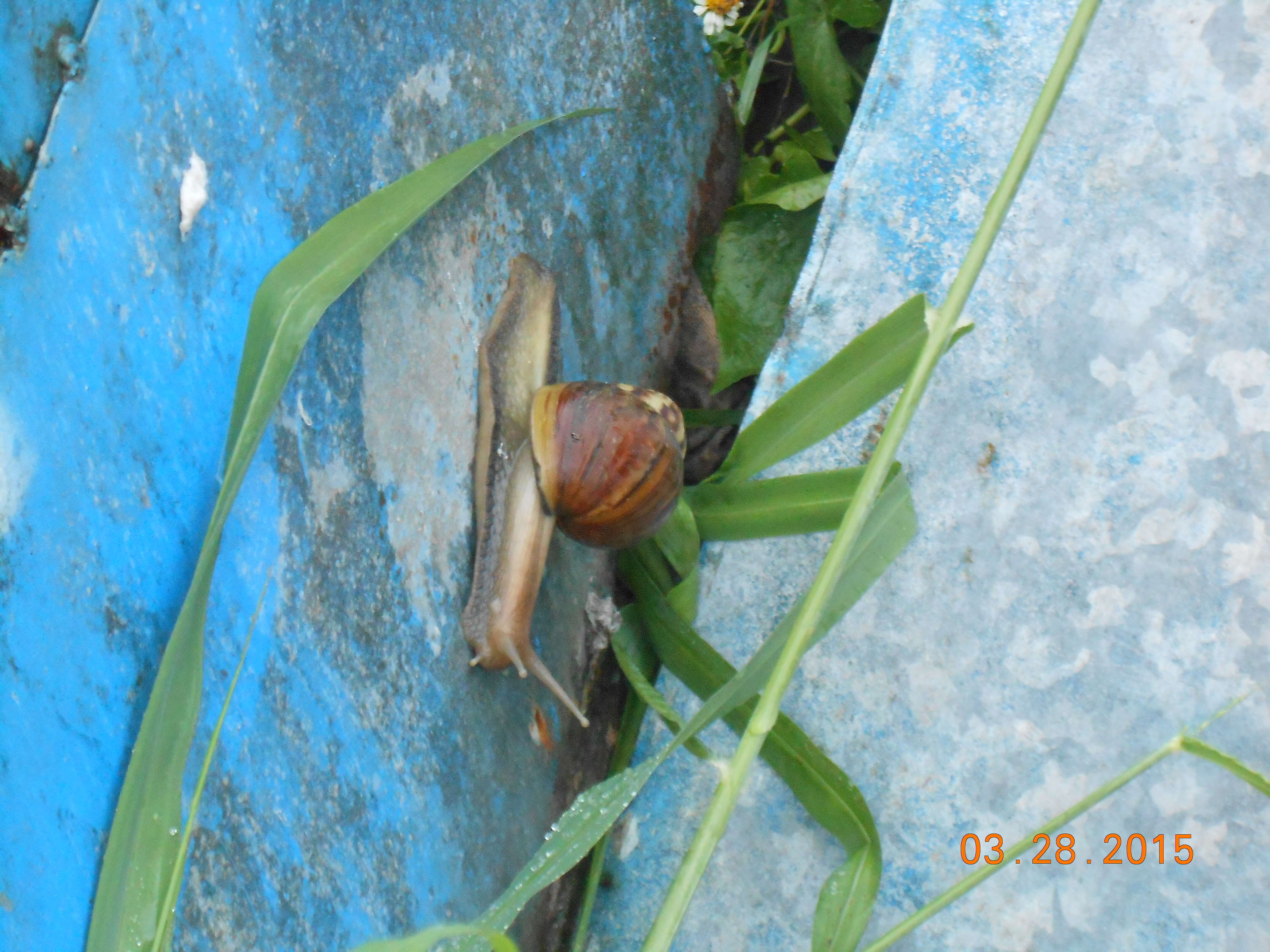 Image of Achatina fulica