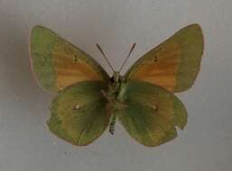 <i>Colias <i>meadii</i></i> meadii resmi