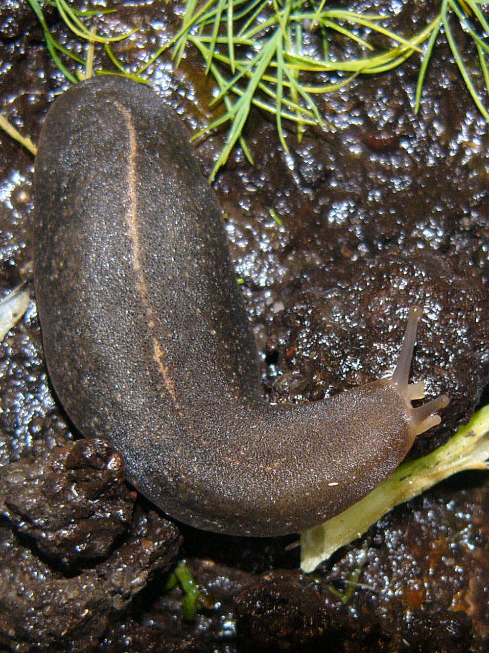 Image of Tropical leatherleaf