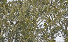 Image of Fuertes's Parrot