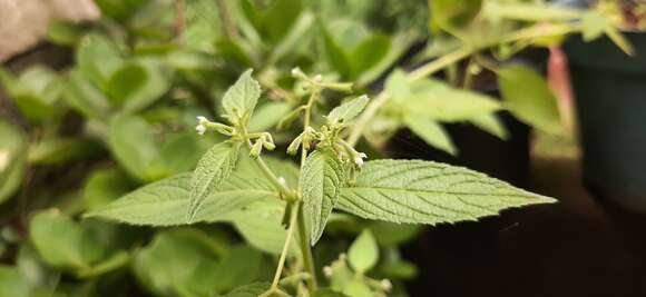 Image of Klaprothia fasciculata (K. Presl) M. S. Poston