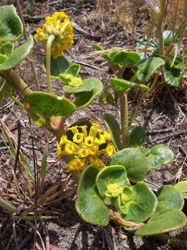 Imagem de Abronia latifolia Eschsch.