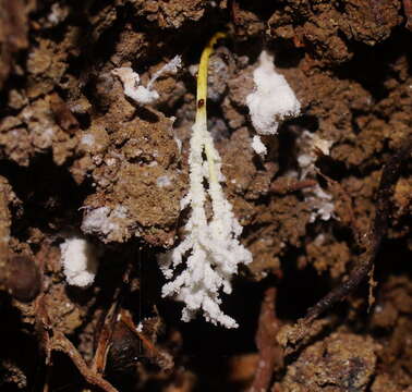 Image of <i>Cordyceps tenuipes</i>