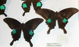 Image of Papilio paris Linnaeus 1758