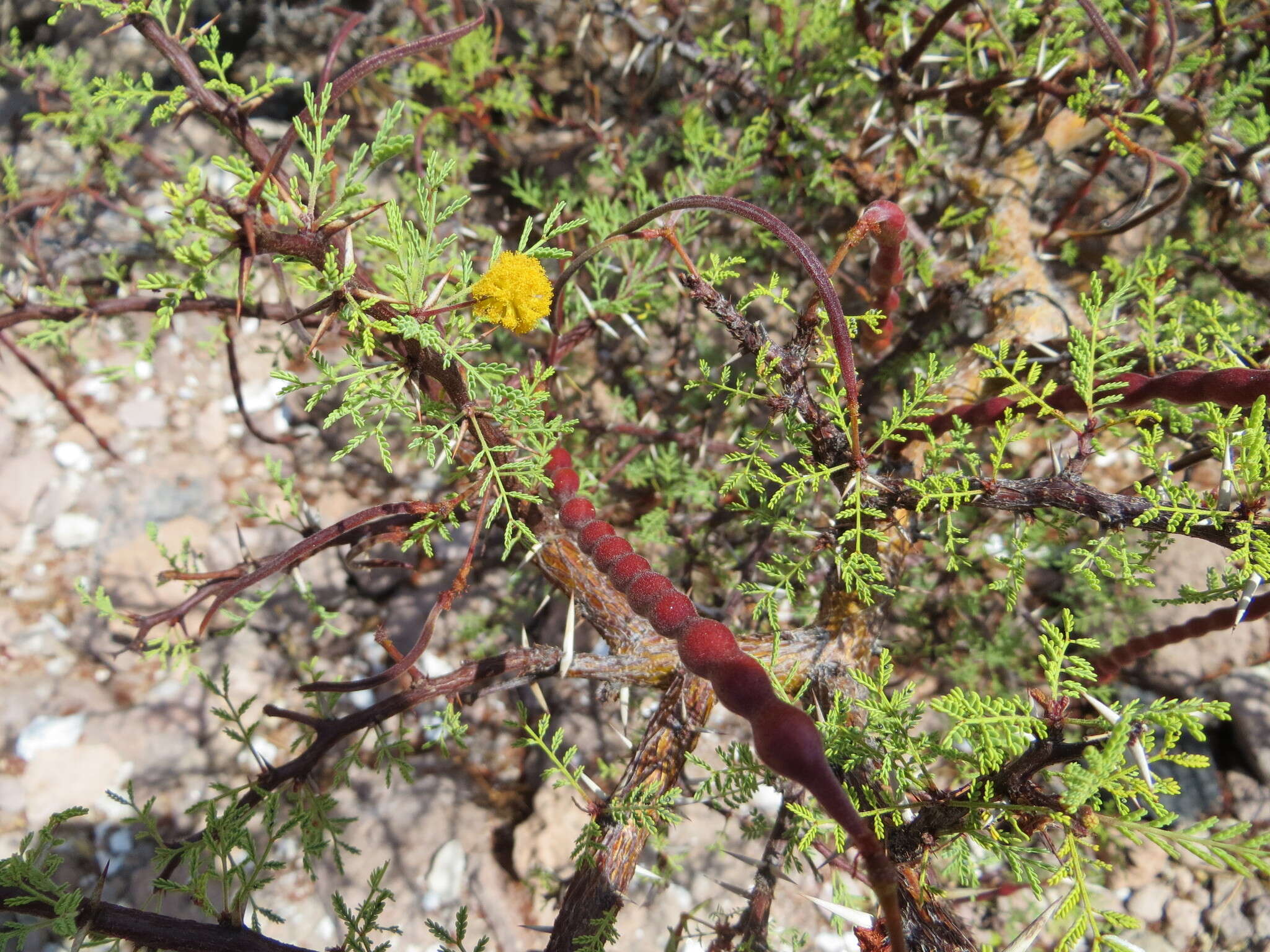 Image of Vachellia pacensis (Rudd & A. M. Carter) Seigler & Ebinger