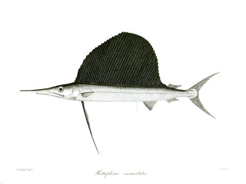 Image of Indo-Pacific sailfish