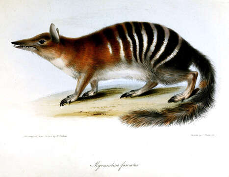 Image of Myrmecobius Waterhouse 1836