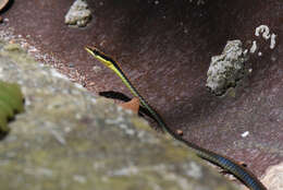 Слика од Dendrelaphis cyanochloris (Wall 1921)