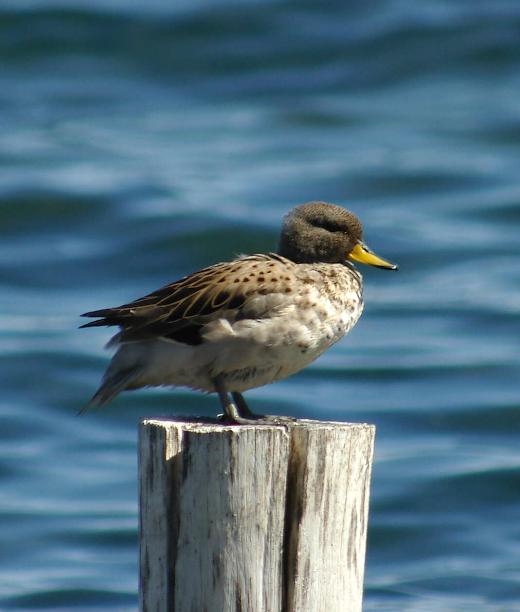 Image of Yellow-billed Teal