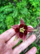 Image of Aquilegia atrovinosa M. Pop. ex Gamajun.