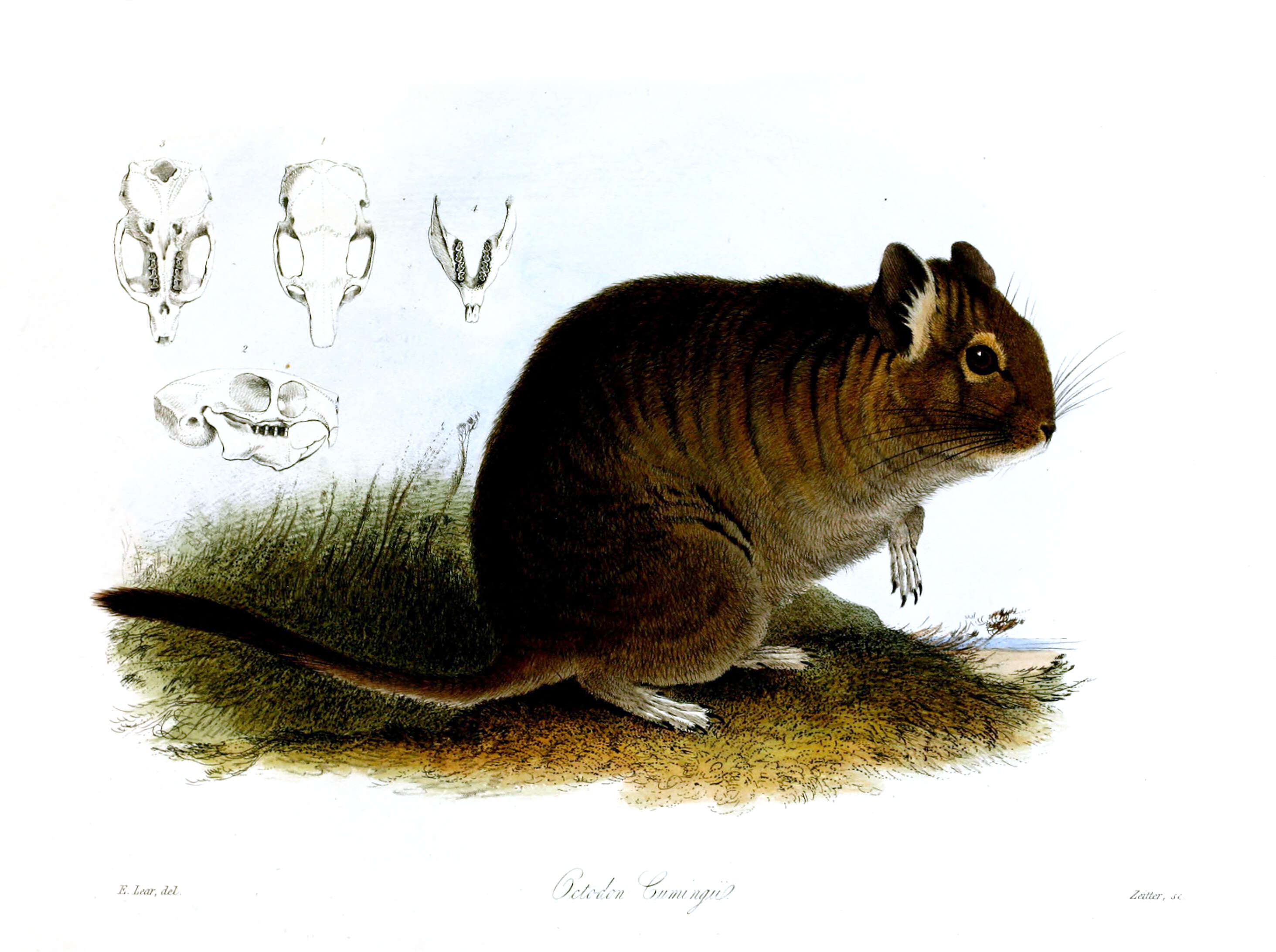 Image of degu