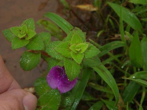 Image of Impatiens lawii Hook. fil. & Thoms.