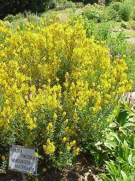 Imagem de Genista tinctoria L.