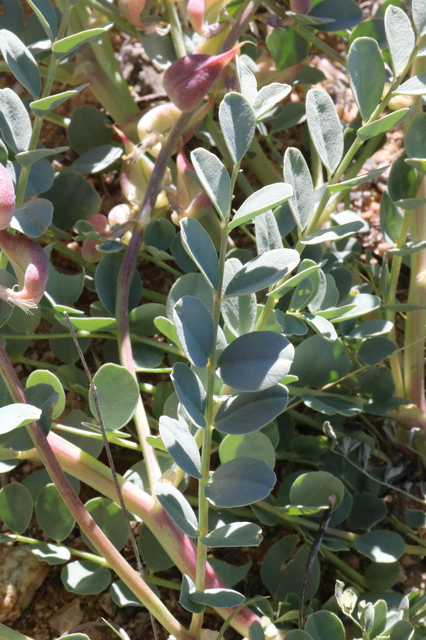 Image of cima milkvetch