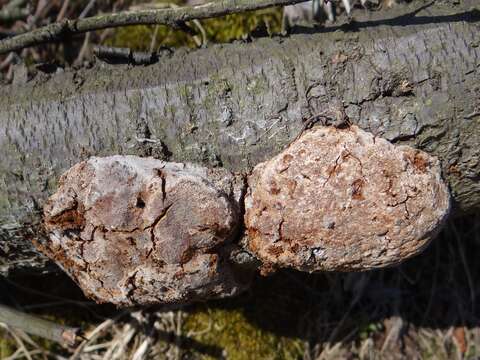 Image of Phellinus pomaceus (Pers.) Maire 1933