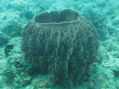 Image of Barrel sponge