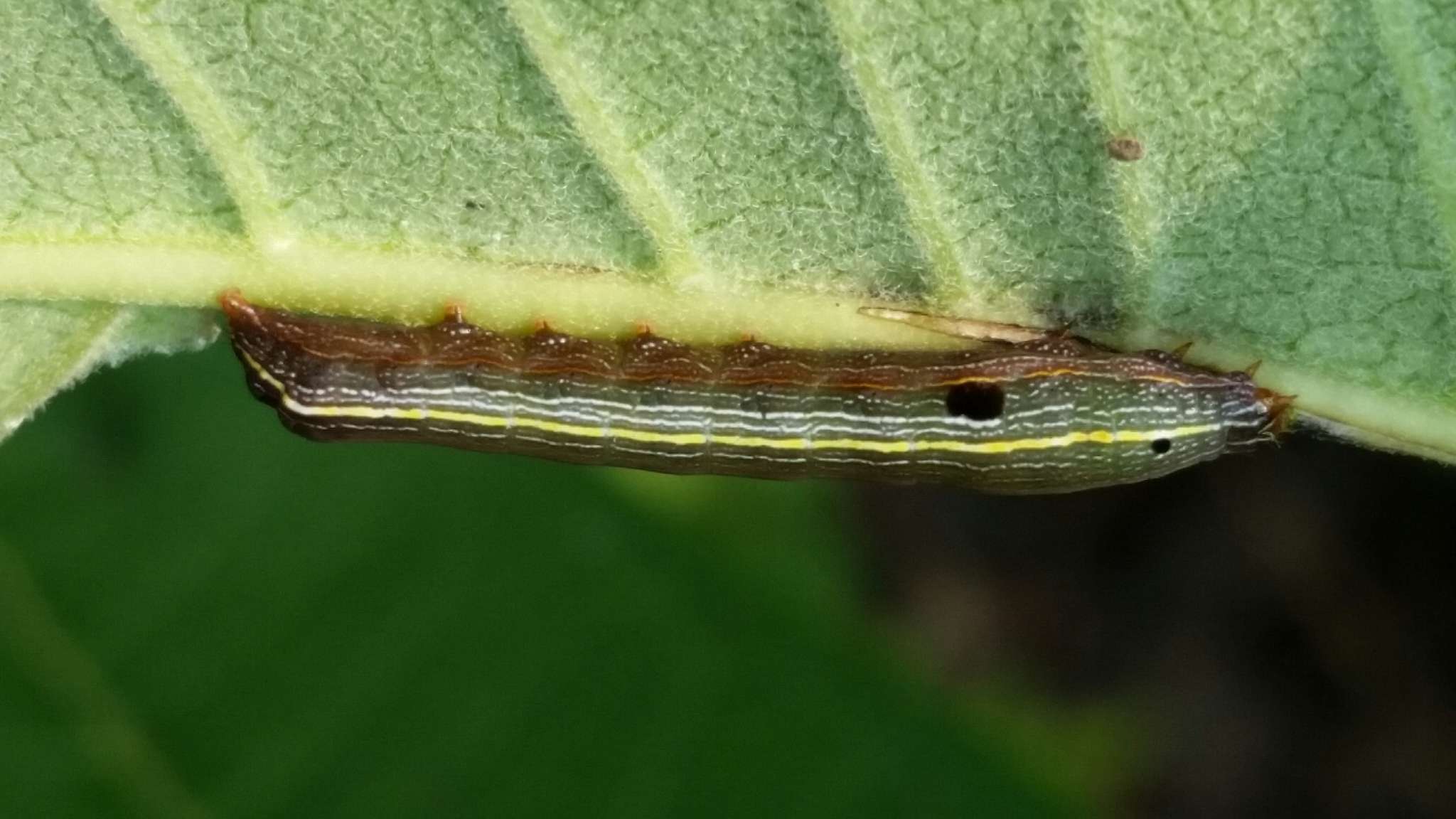 Image of Yellow-striped Armyworm Moth