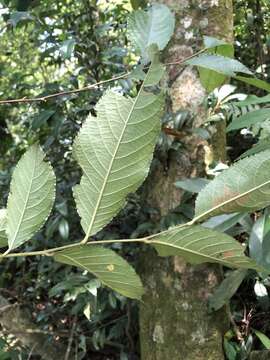 Photinia beauverdiana C. K. Schneid.的圖片