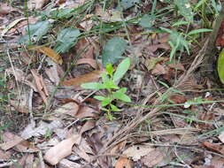 Image of Persoonia cornifolia A. Cunn. ex R. Br.